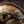 Elden Ring Arm of Malenia Mini Replica 1/3 Scale